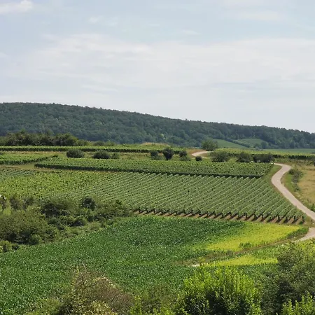 Spacieux, Route Des Vins